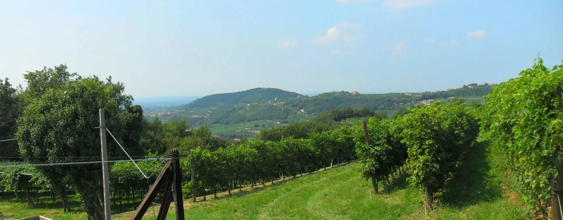 Vini d'eccellenza
